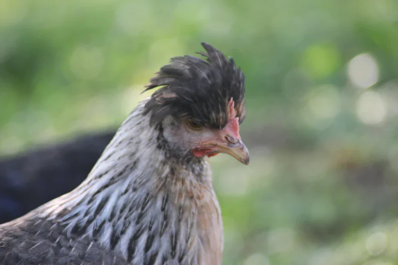 Crested Cream Legbar Fertile Hatching Eggs - Image 5