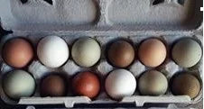 F2 Olive Egger Fertile Hatching Eggs - Image 3