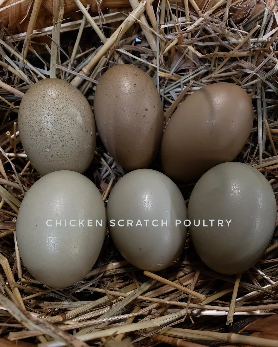 F2 Olive Egger Fertile Hatching Eggs - Image 4