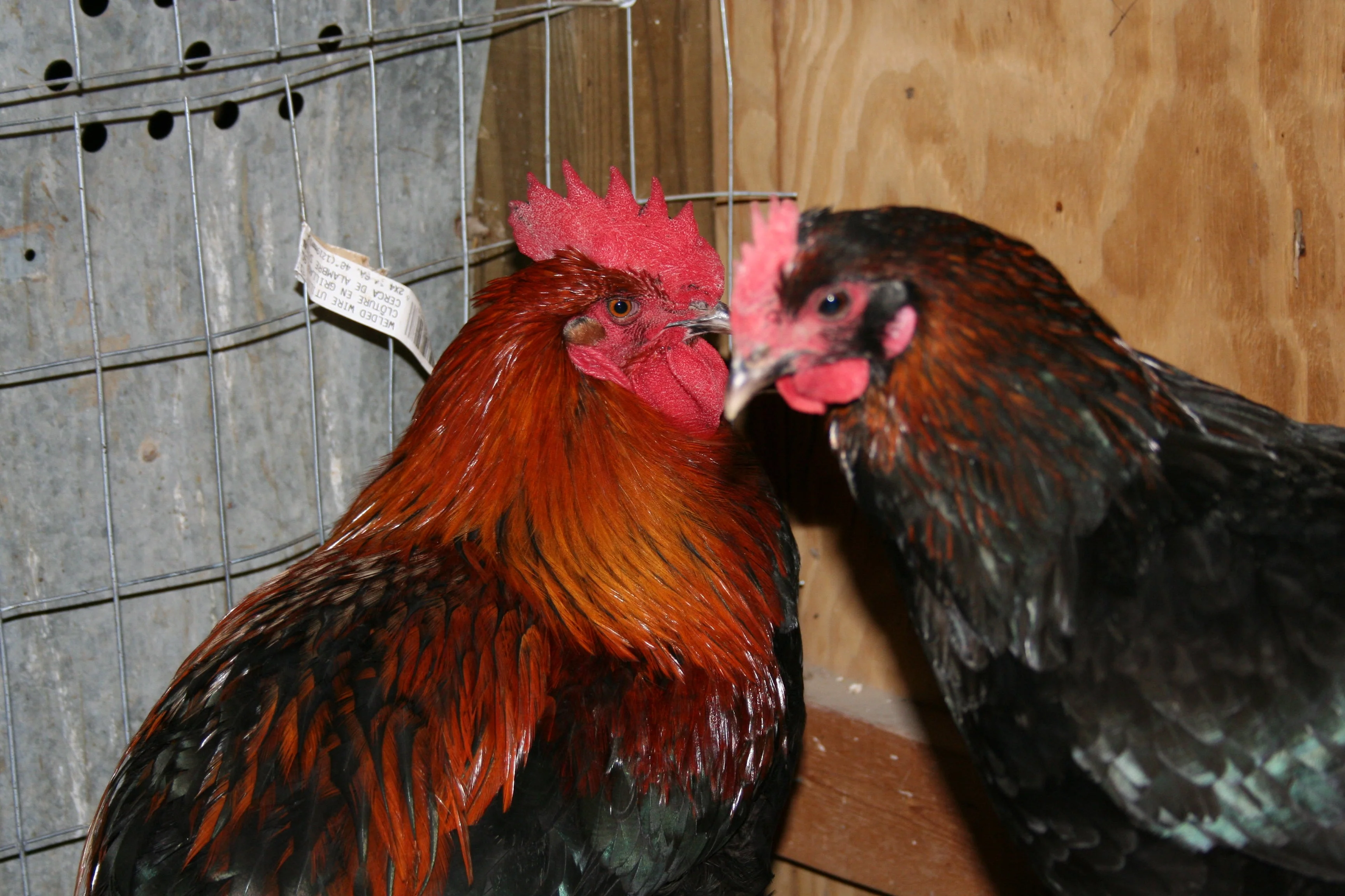 French Black Copper Marans Started Young Pullet Hens 7 To 8 Weeks Old Ready Now - Image 7