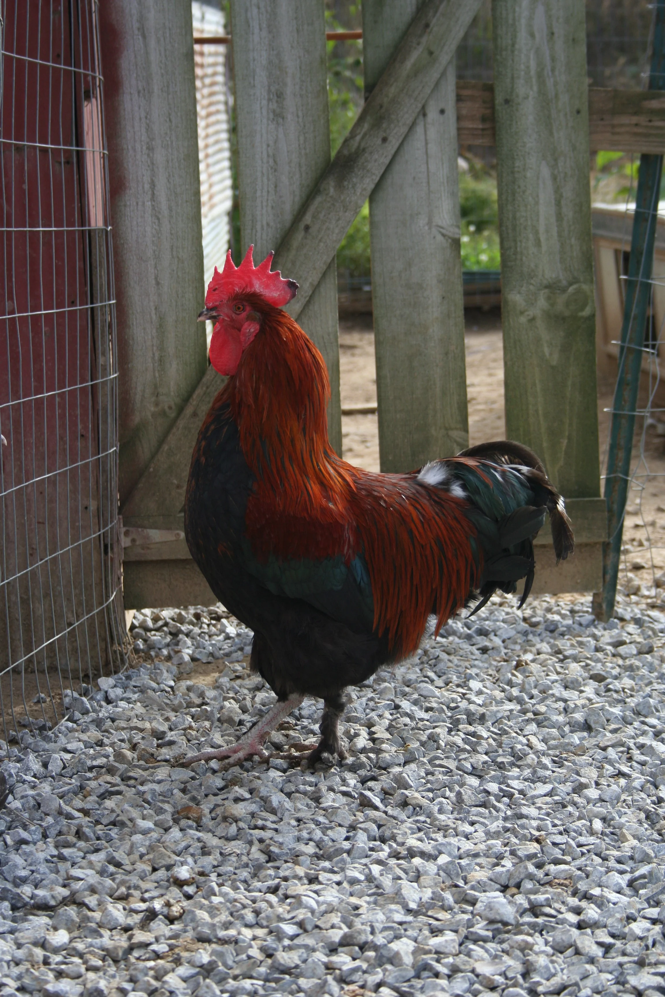 French Black Copper Marans Started Young Pullet Hens 7 To 8 Weeks Old Ready Now - Image 8