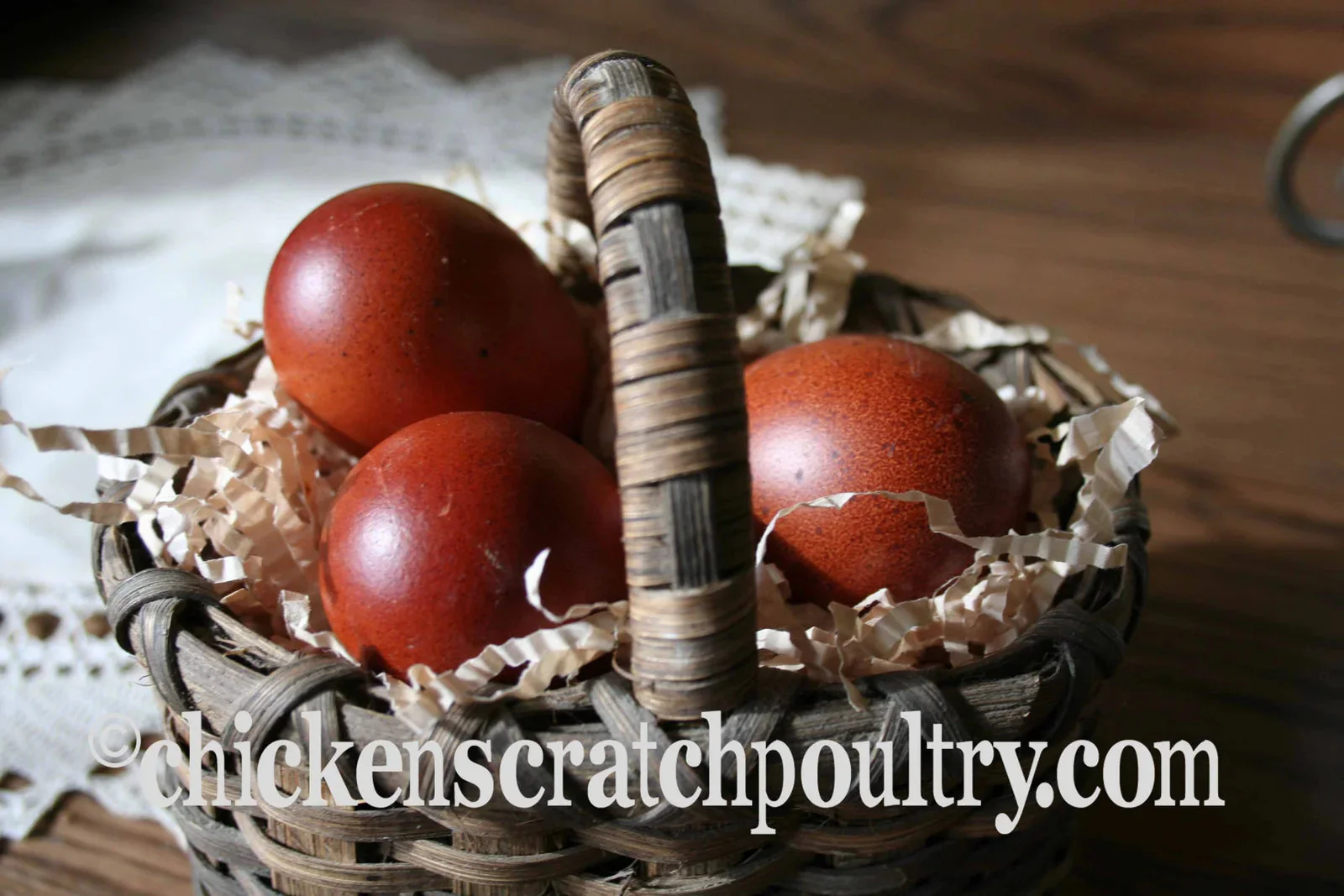 French Black Copper Marans Fertile Hatching Eggs - Image 10