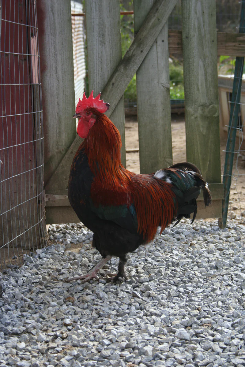 French Black Copper Marans Fertile Hatching Eggs - Image 13