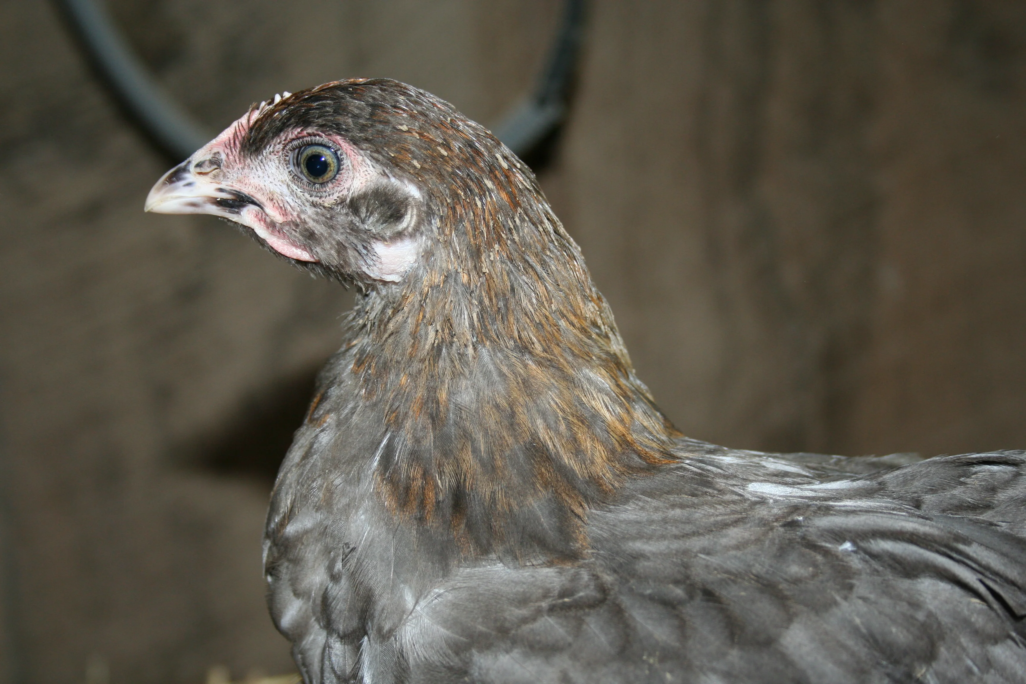 French Blue Copper Marans Started Young Pullets Hens - Image 10
