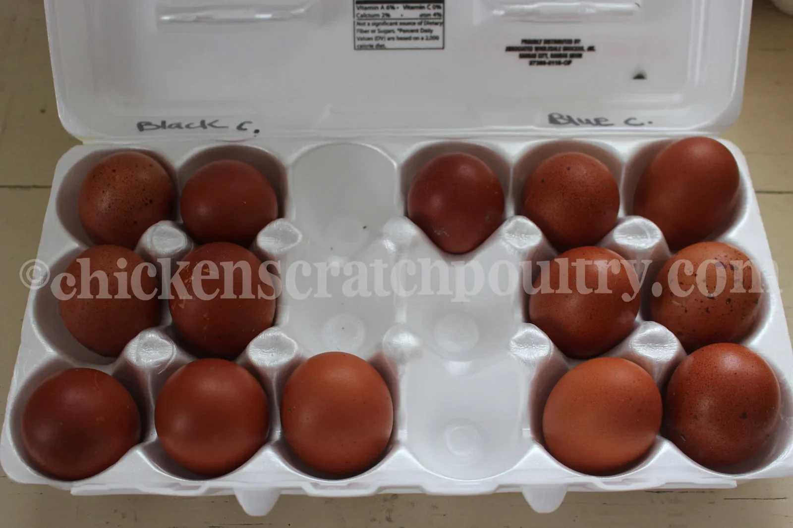 French Blue Copper Marans Started Young Pullets Hens - Image 3