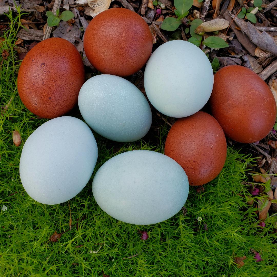 French Blue Copper Marans Started Young Pullets Hens - Image 4