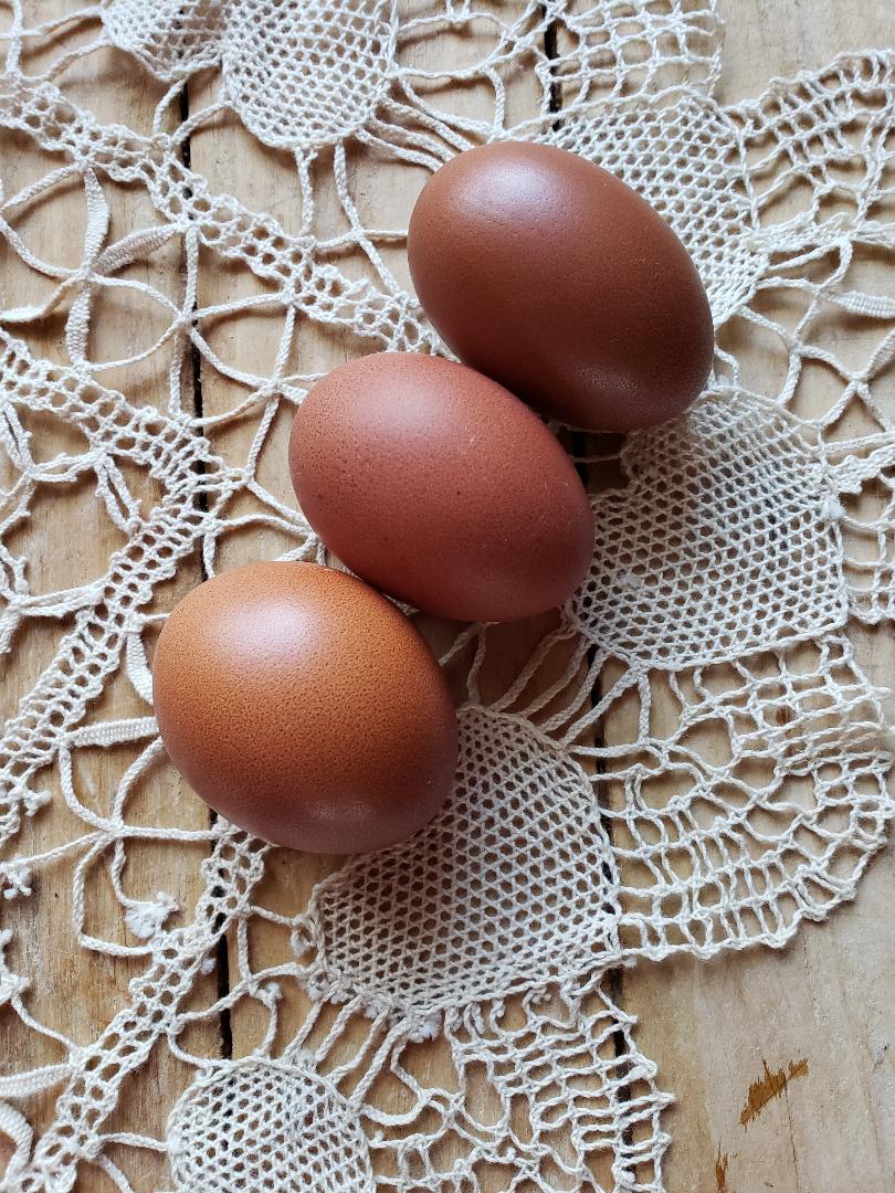 French Blue Copper Marans Started Young Pullets Hens - Image 6