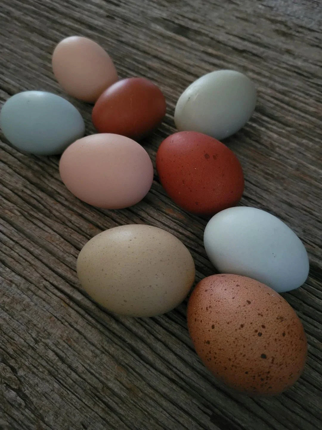 French Blue Copper Marans Started Young Pullets Hens - Image 9