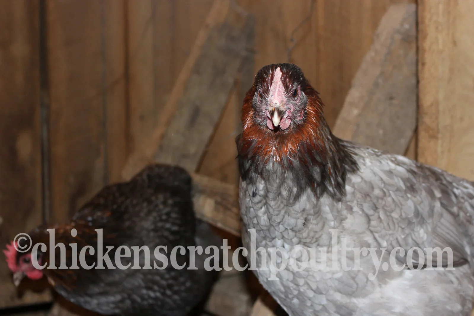 French Blue Copper Marans Fertile Hatching Eggs - Image 3