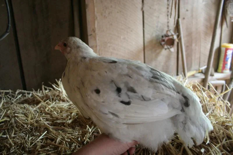 French Splash Marans Started Young Pullet Hens - Image 3