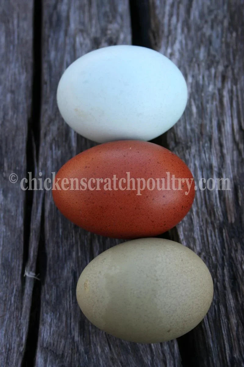 French Splash Marans Started Young Pullet Hens - Image 7