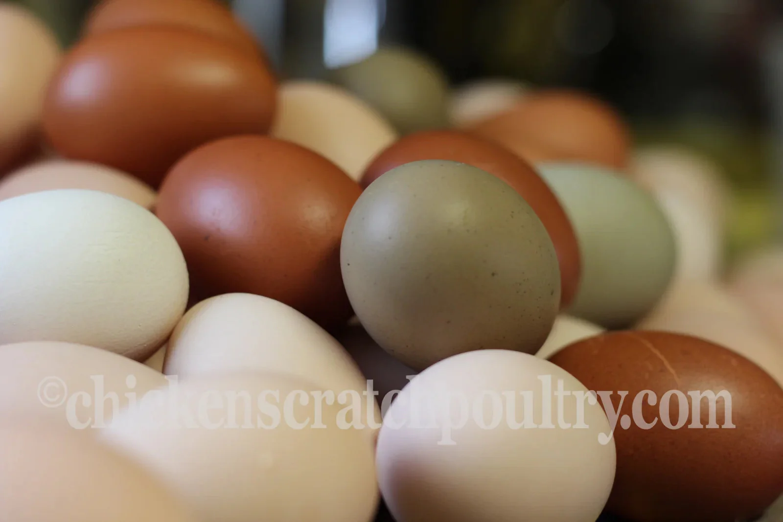 French Splash Marans Started Young Pullet Hens - Image 8