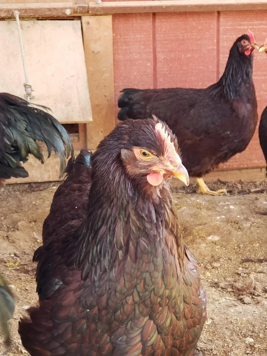Heritage Rhode Island Red Started Young Pullet Hens - Image 3