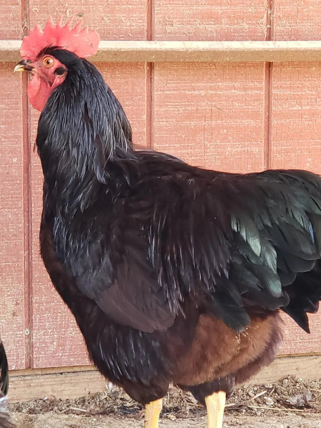 Heritage Rhode Island Red Fertile Hatching Eggs - Image 4