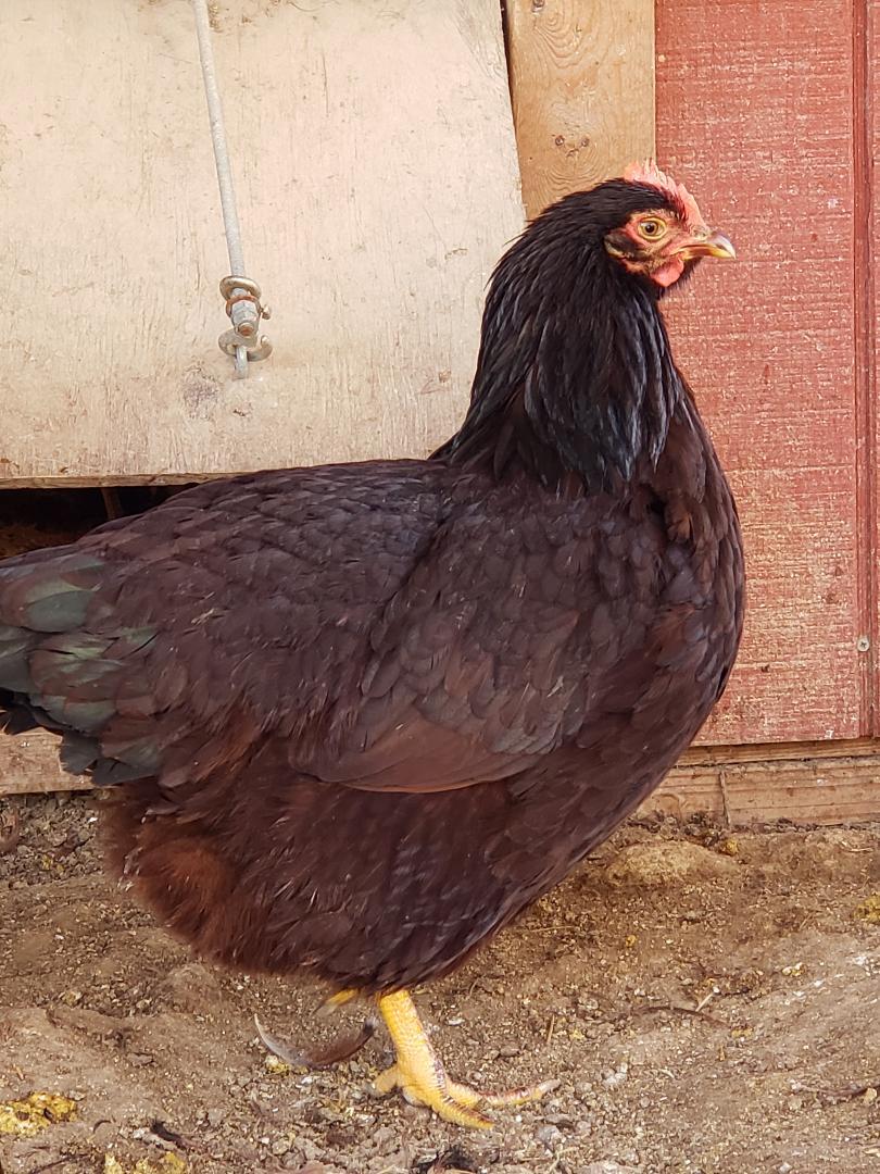 Heritage Rhode Island Red Fertile Hatching Eggs - Image 6