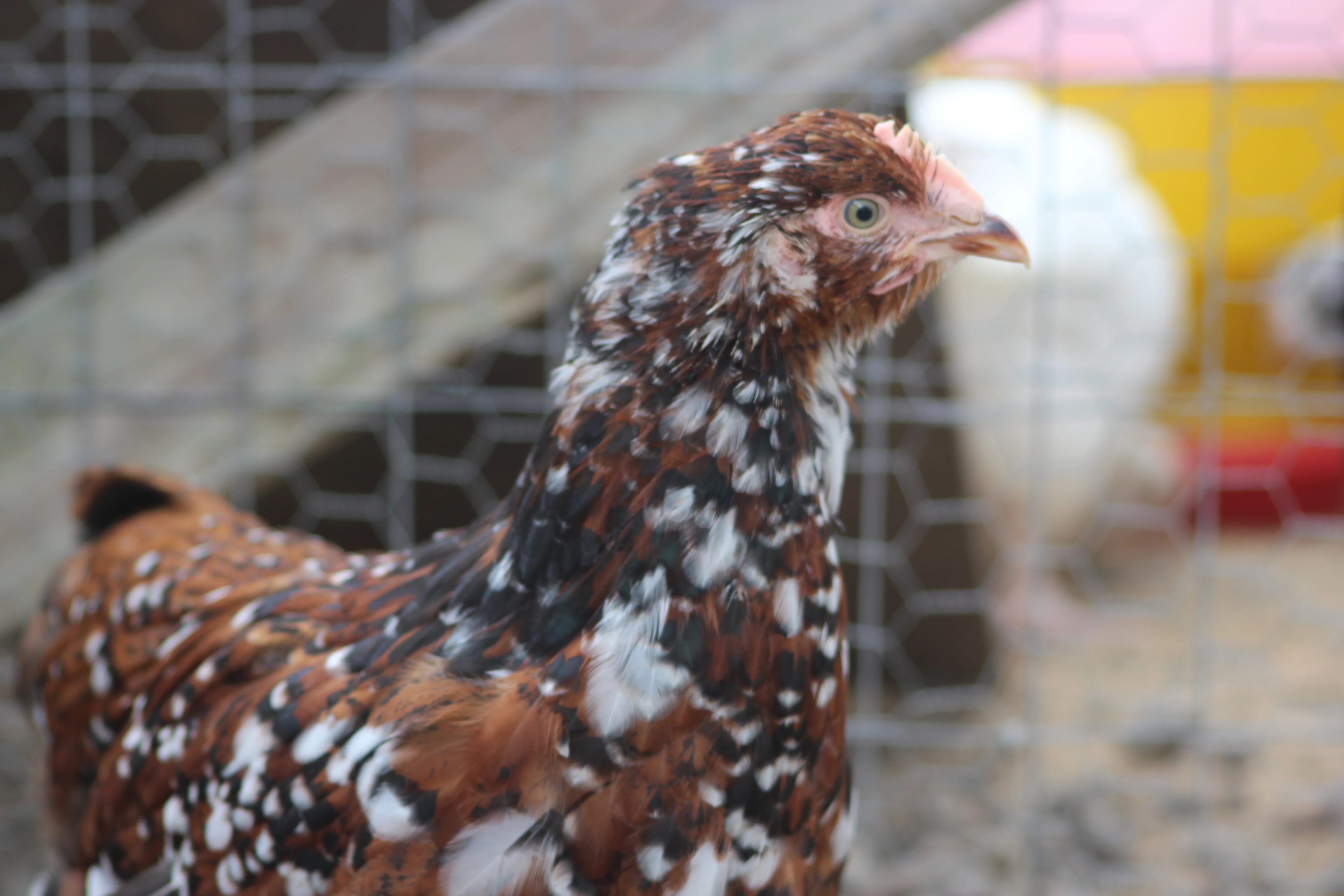 Jubilee Orpington Started Young Pullet Hens