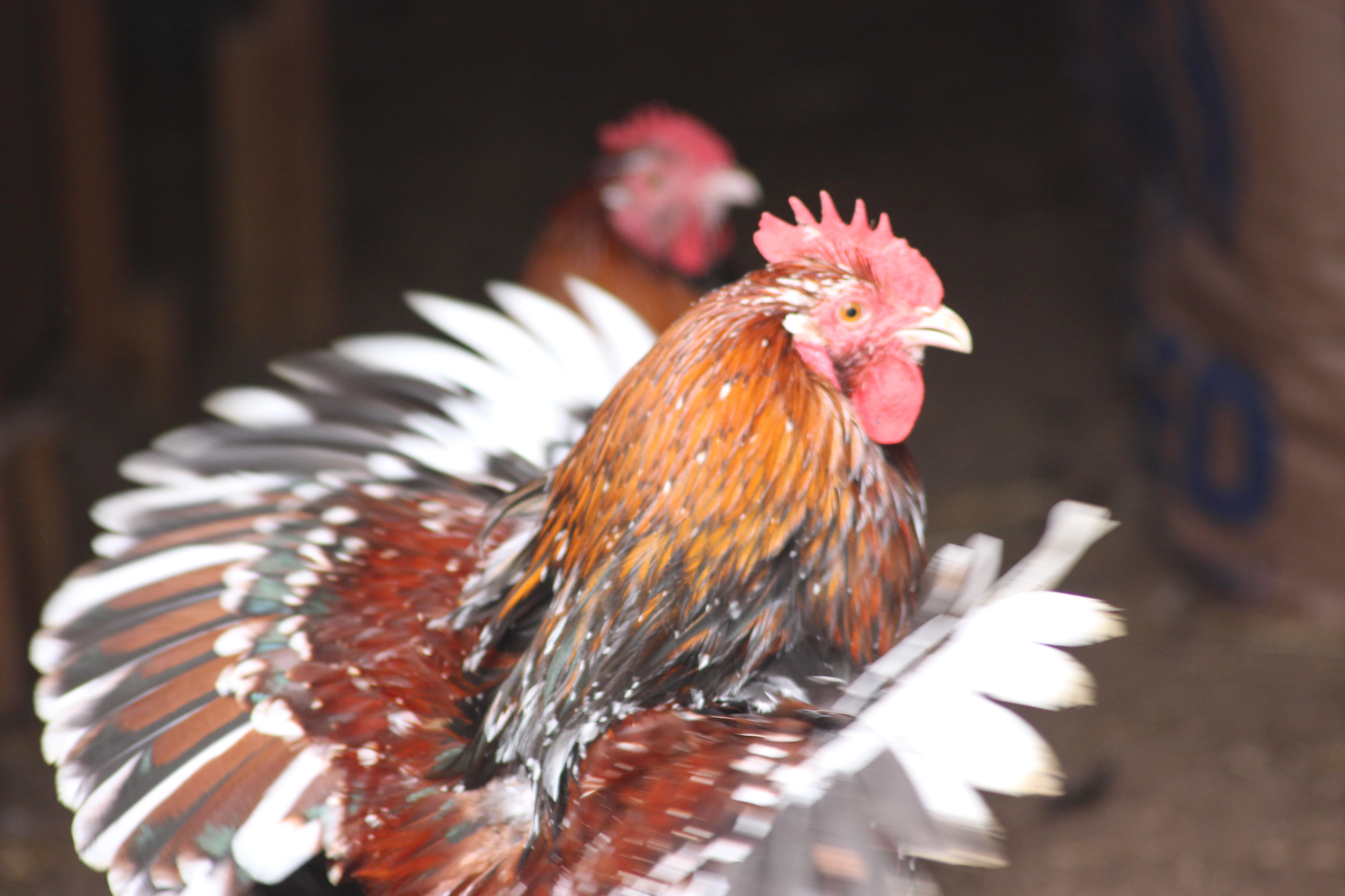 Jubilee Orpington Started Young Pullet Hens - Image 10
