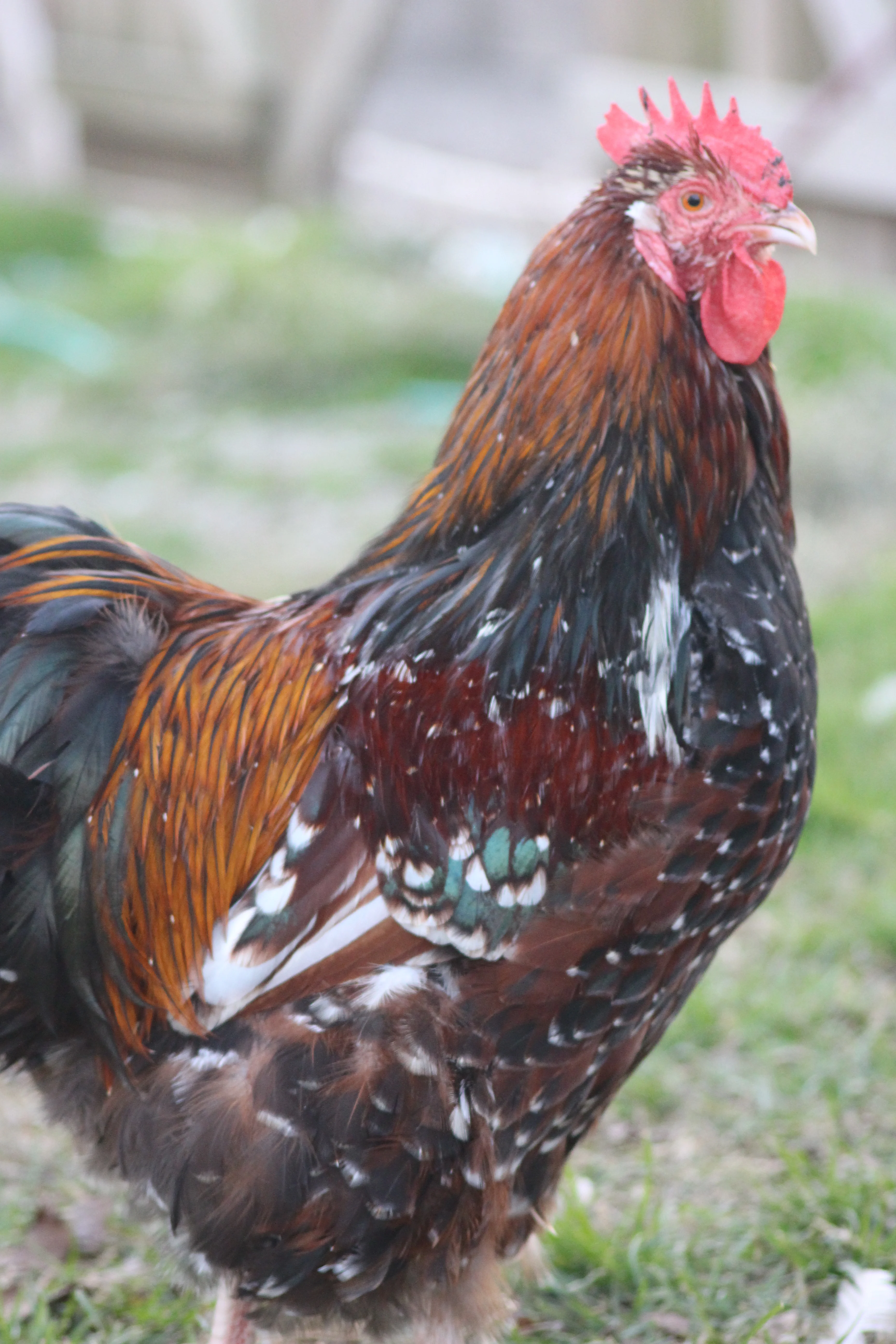 Jubilee Orpington Started Young Pullet Hens - Image 11
