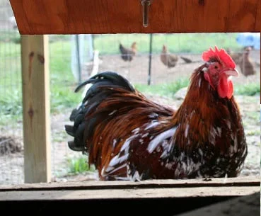 Jubilee Orpington Started Young Pullet Hens - Image 3