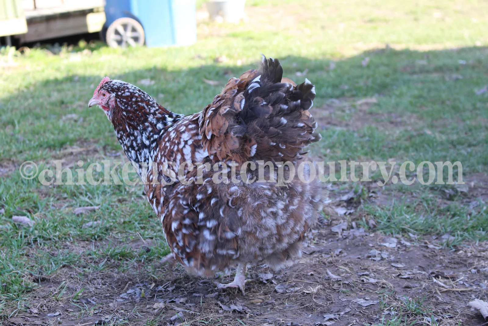 Jubilee Orpington Started Young Pullet Hens - Image 4