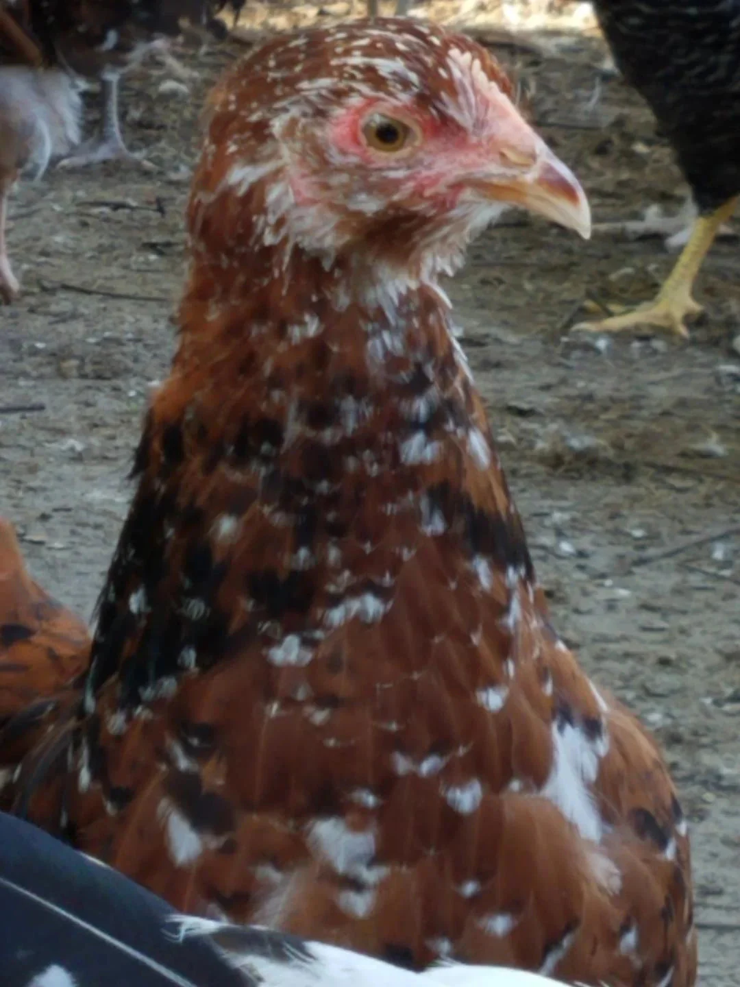 Jubilee Orpington Started Young Pullet Hens - Image 6