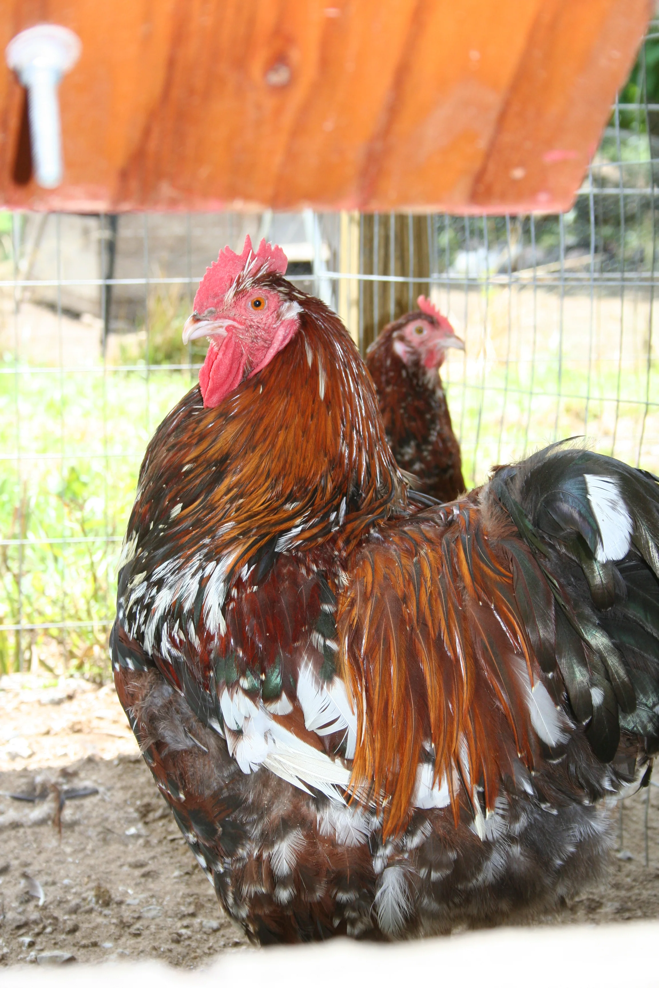 Jubilee Orpington Started Young Pullet Hens - Image 7