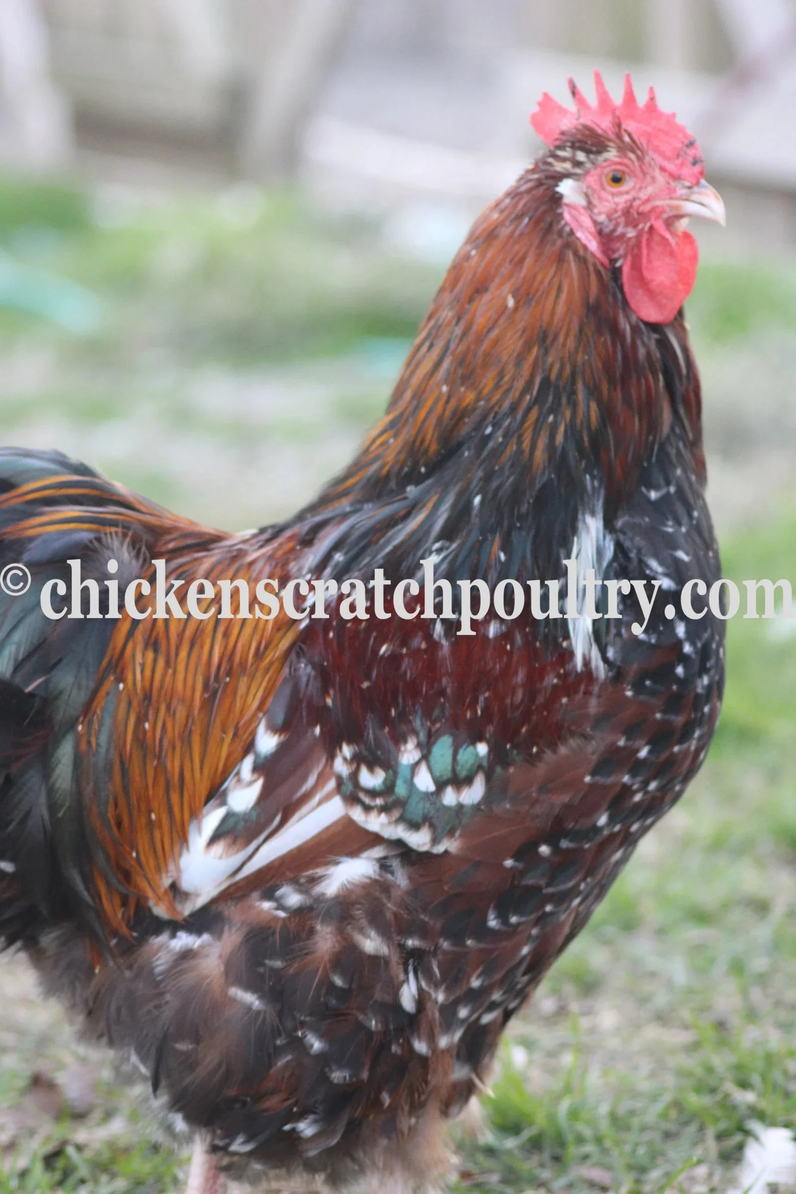 Jubilee Orpington Fertile Hatching Eggs - Image 4