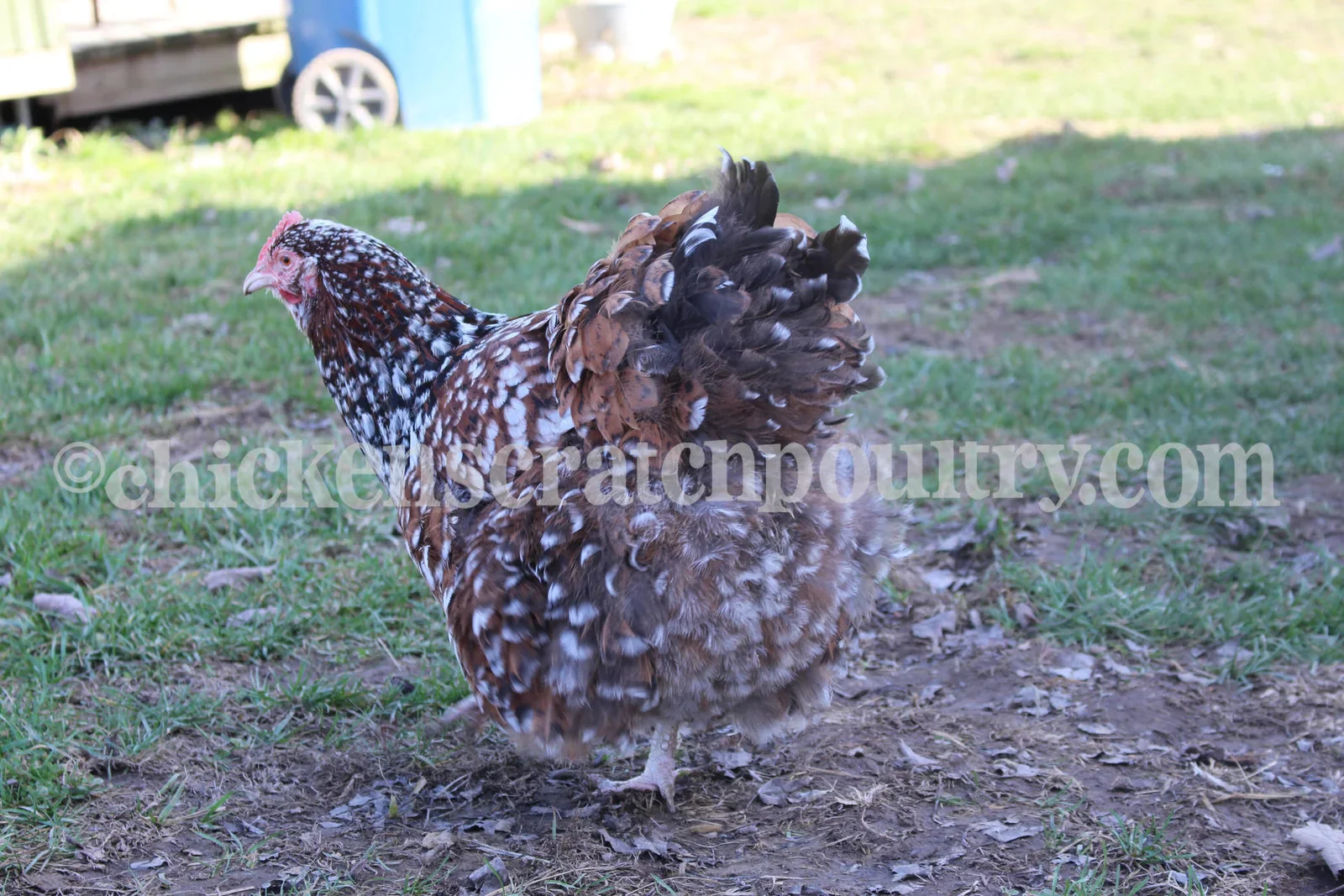 Jubilee Orpington Fertile Hatching Eggs - Image 5