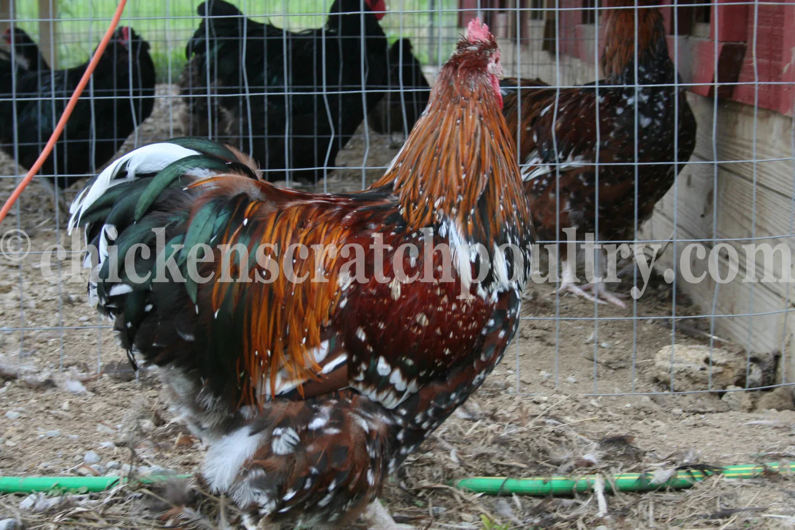 Jubilee Orpington Fertile Hatching Eggs - Image 8