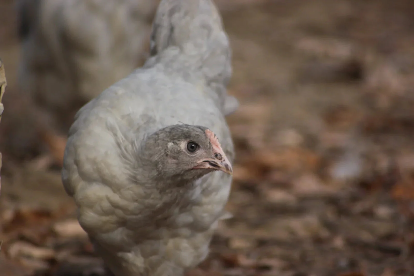 Lavender Orpington Started Young Pullet Hens