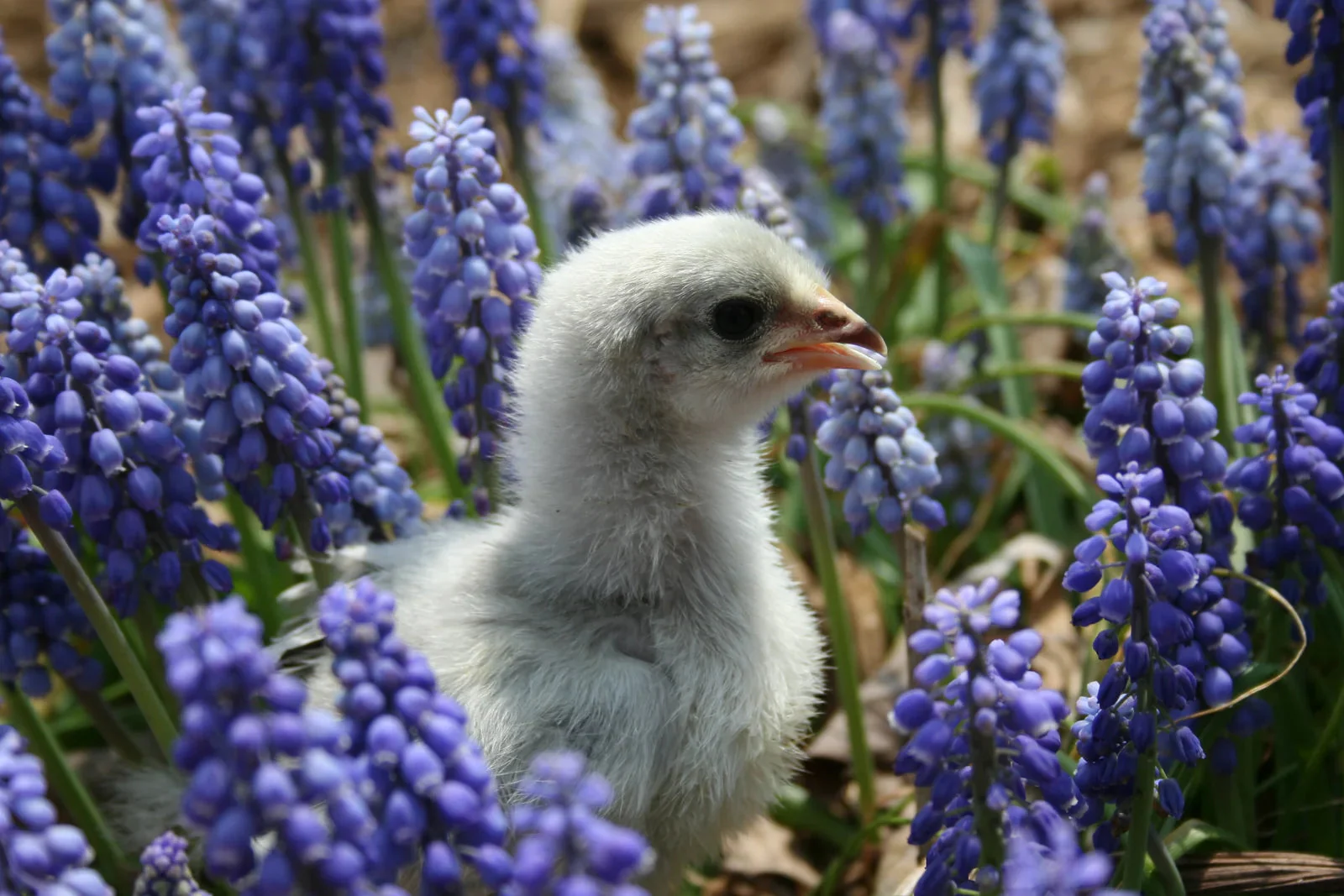 Lavender Orpington Started Young Pullet Hens - Image 2
