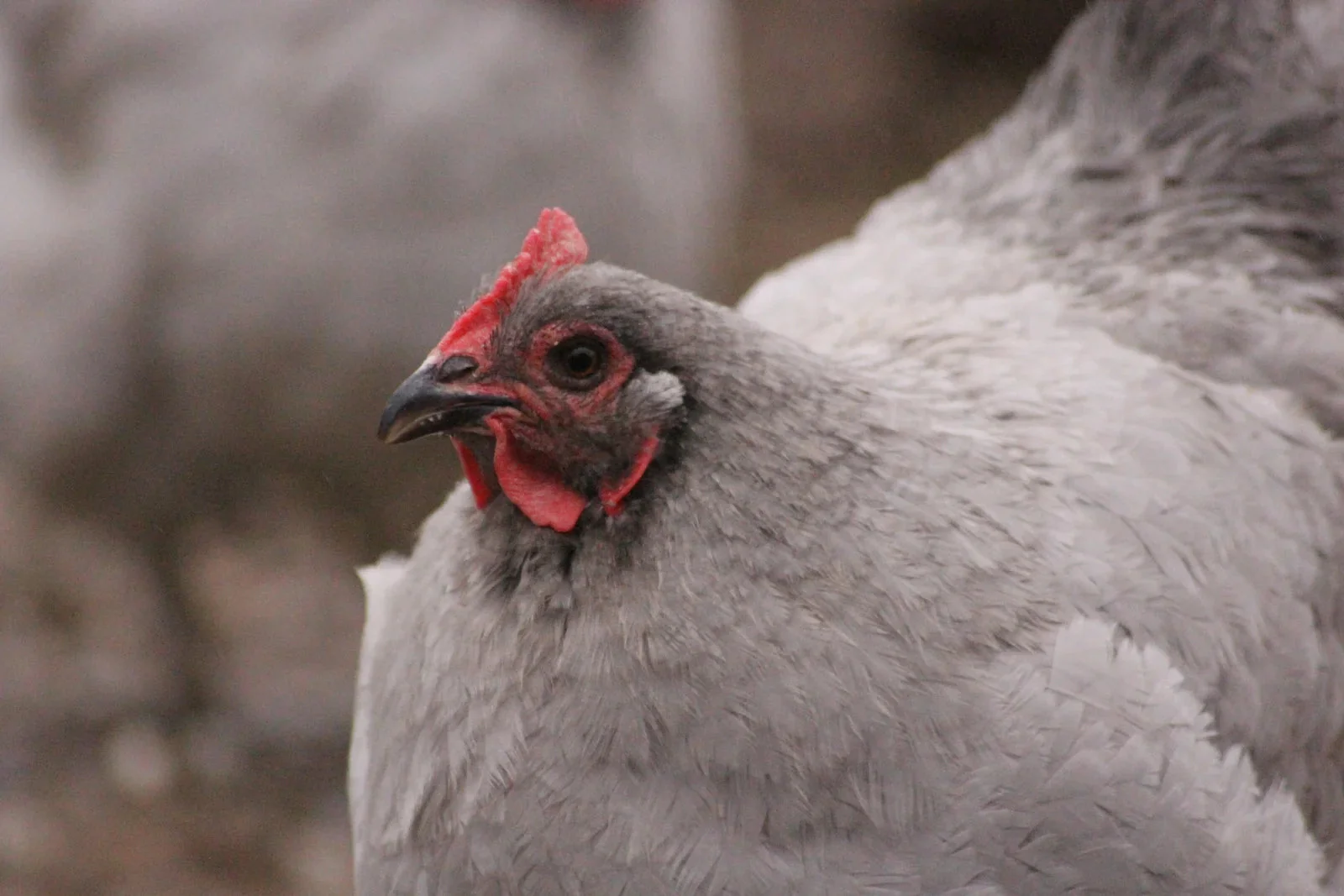 Lavender Orpington Started Young Pullet Hens - Image 8