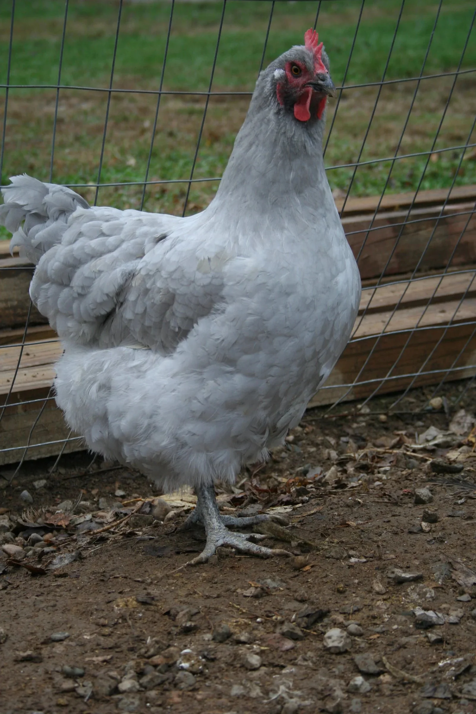 Lavender Orpington Fertile Hatching Eggs - Image 3
