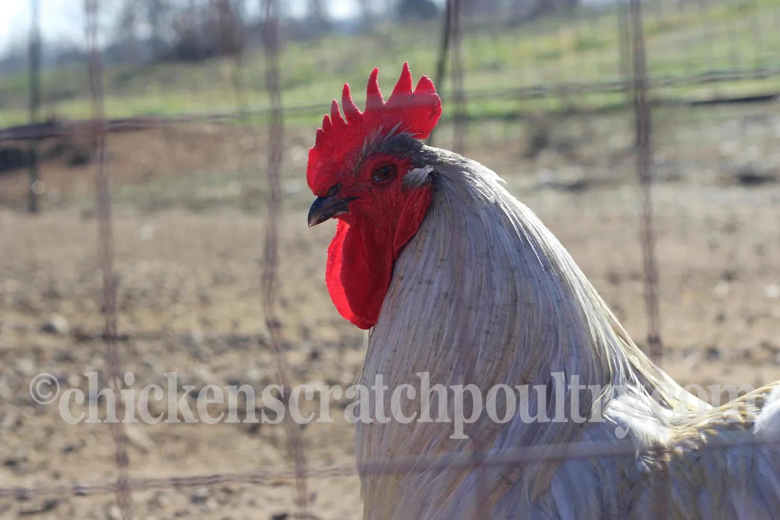 Lavender Orpington Fertile Hatching Eggs - Image 4