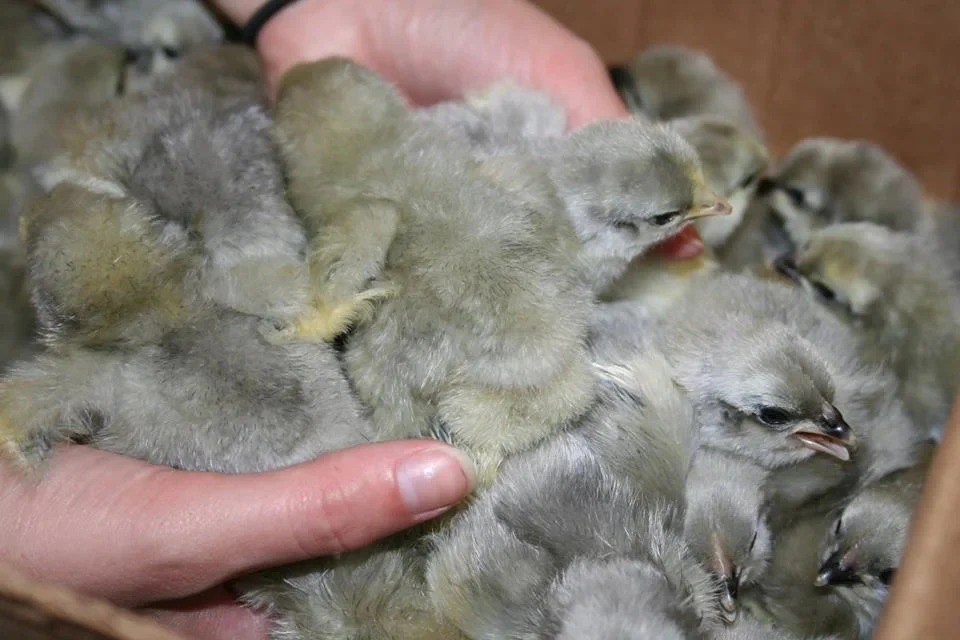 Lavender Orpington Fertile Hatching Eggs - Image 7