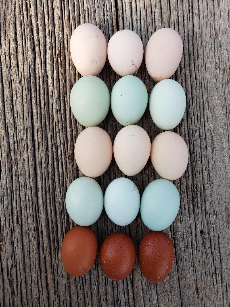Light Sussex Fertile Hatching Eggs - Image 10