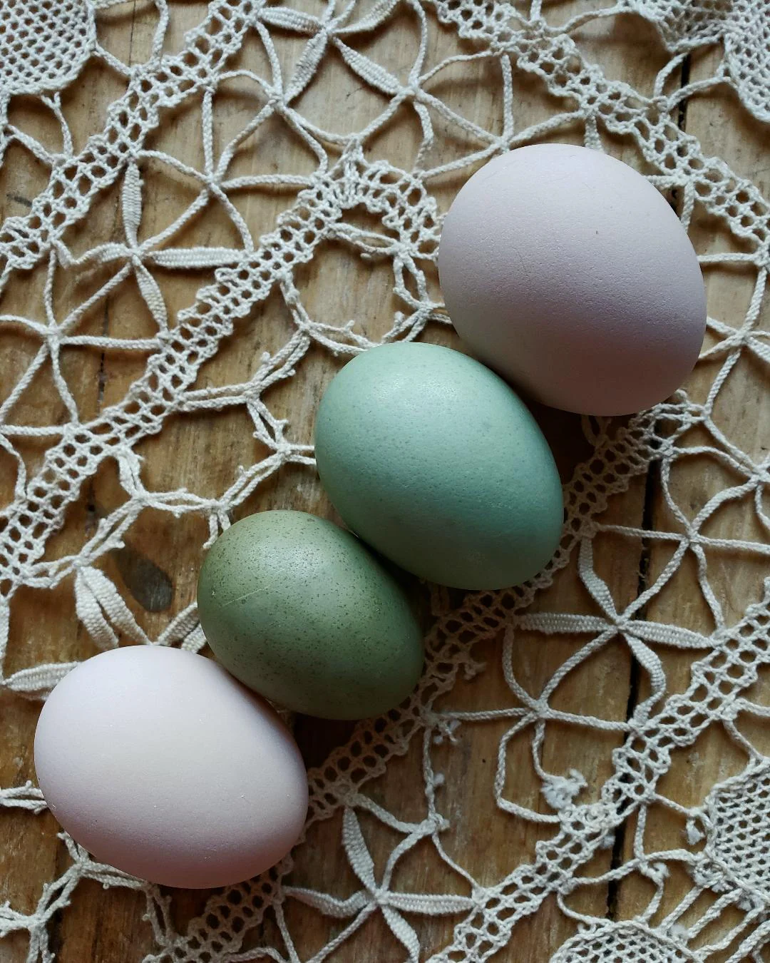 Light Sussex Fertile Hatching Eggs - Image 11