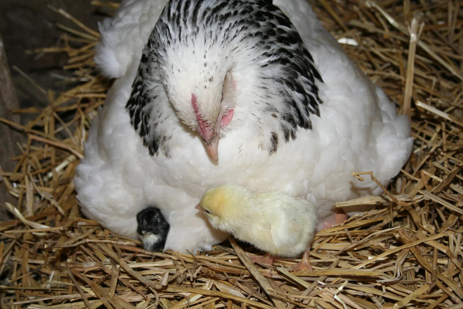 Light Sussex Fertile Hatching Eggs - Image 2