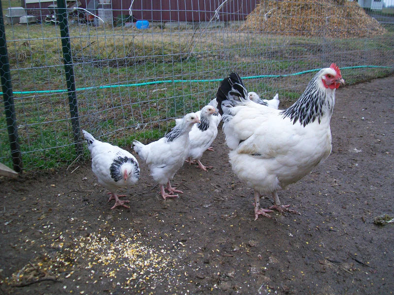 Light Sussex Fertile Hatching Eggs - Image 6