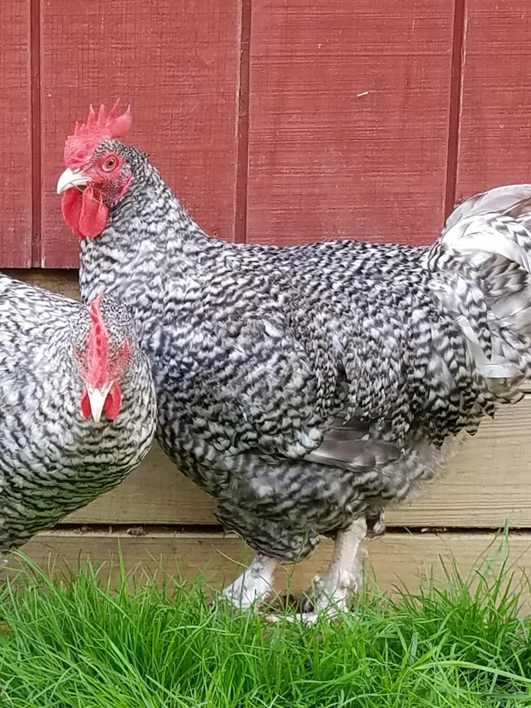 Malines Fertile Hatching Eggs - Image 2