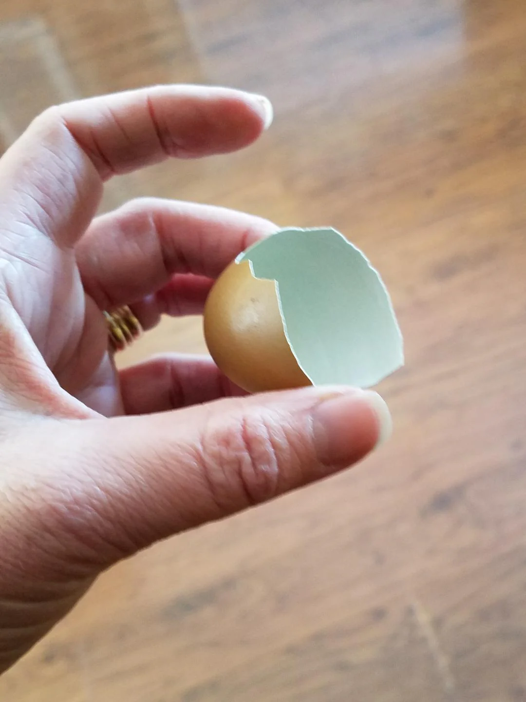 Mint Cream Bar / Green Egg Layer Started Young Pullet Hens - Image 6