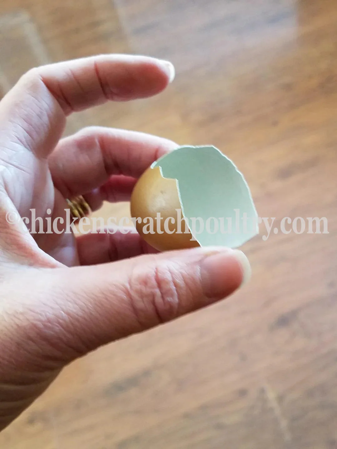 Mint Cream Bar / Green Egg Layer Fertile Hatching Eggs - Image 6