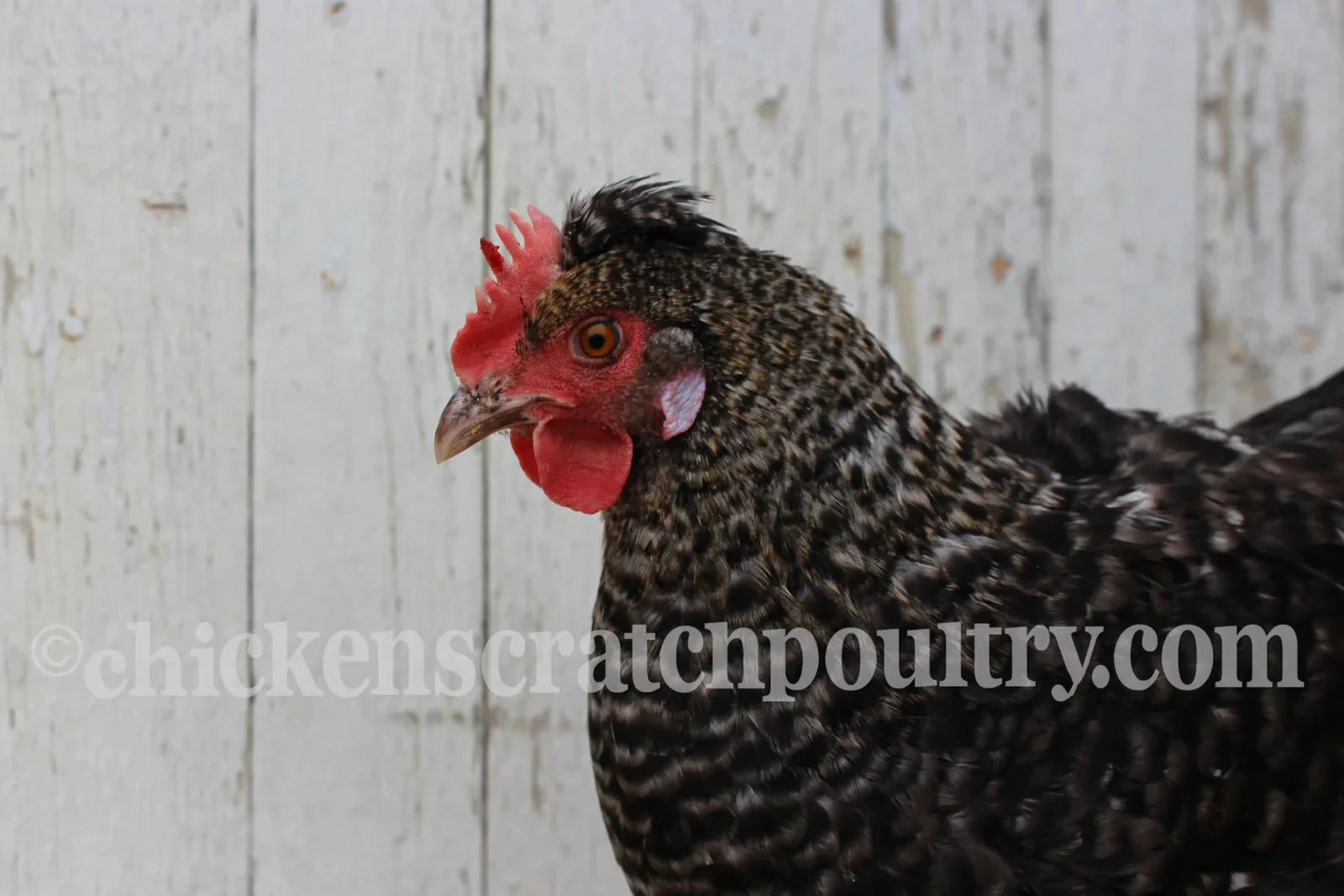 Mint Cream Bar / Green Egg Layer Fertile Hatching Eggs - Image 7