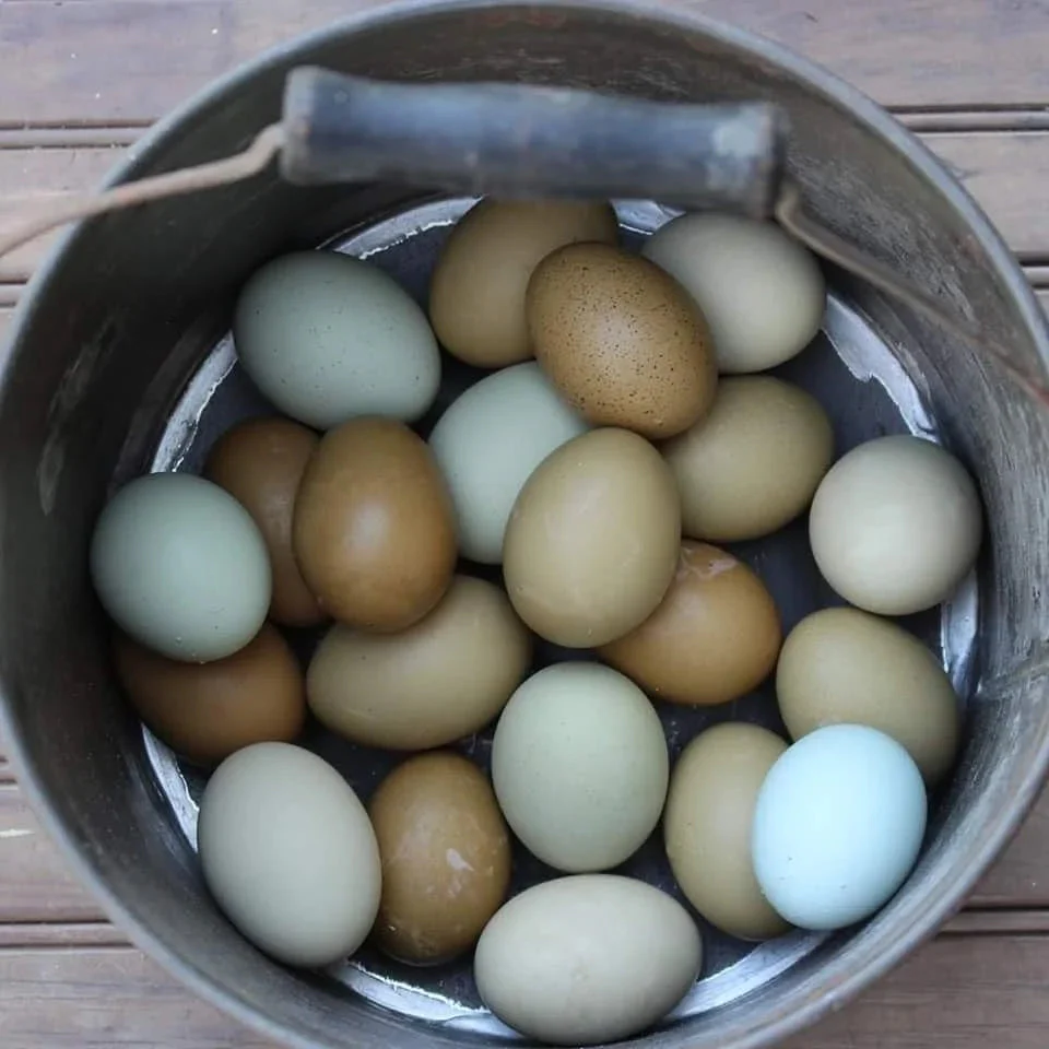 Mint Cream Bar / Green Egg Layer Fertile Hatching Eggs - Image 8