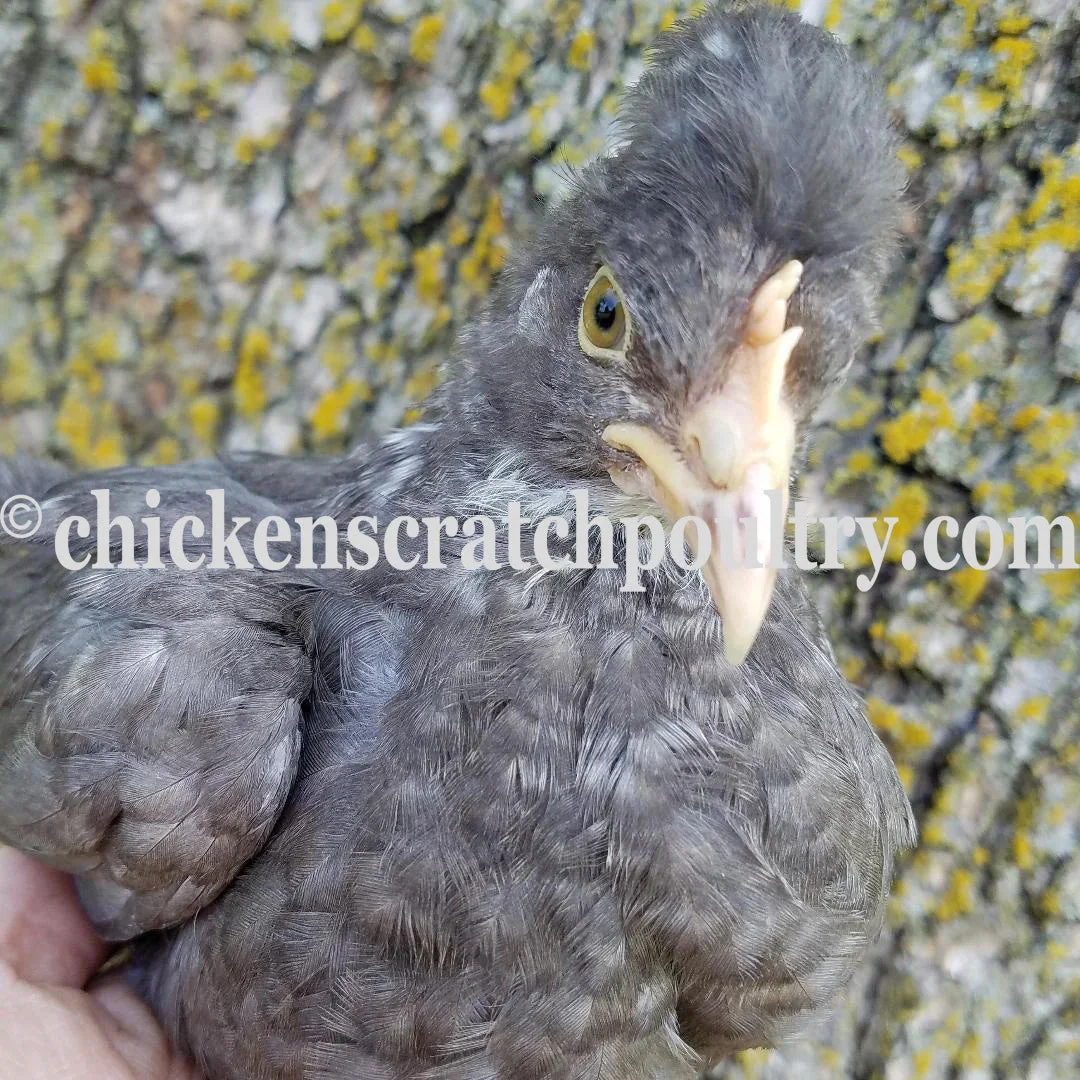 Mint Cream Bar / Green Egg Layer Started Young Pullet Hens 7 to 8 Weeks Old Ready Now - Image 3