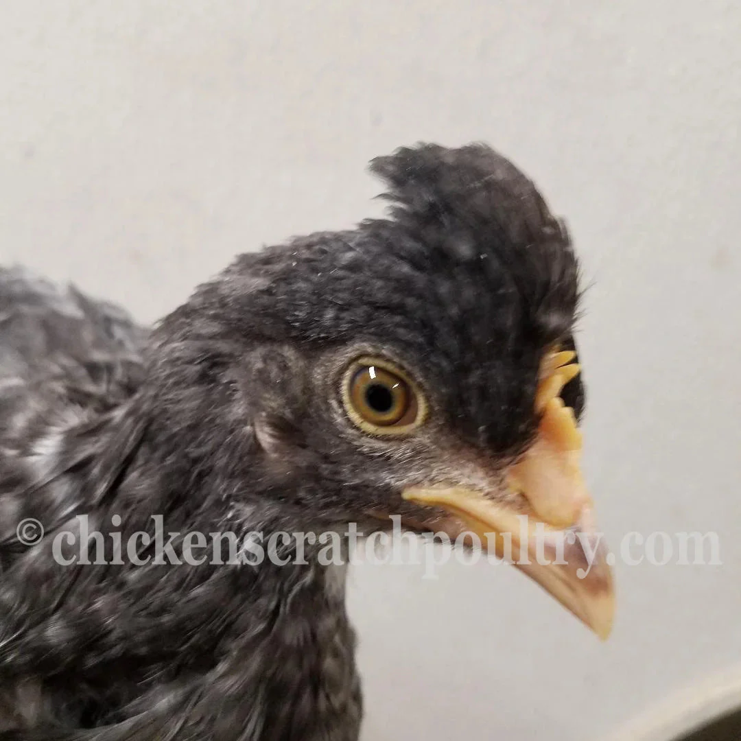Mint Cream Bar / Green Egg Layer Started Young Pullet Hens 7 to 8 Weeks Old Ready Now - Image 4