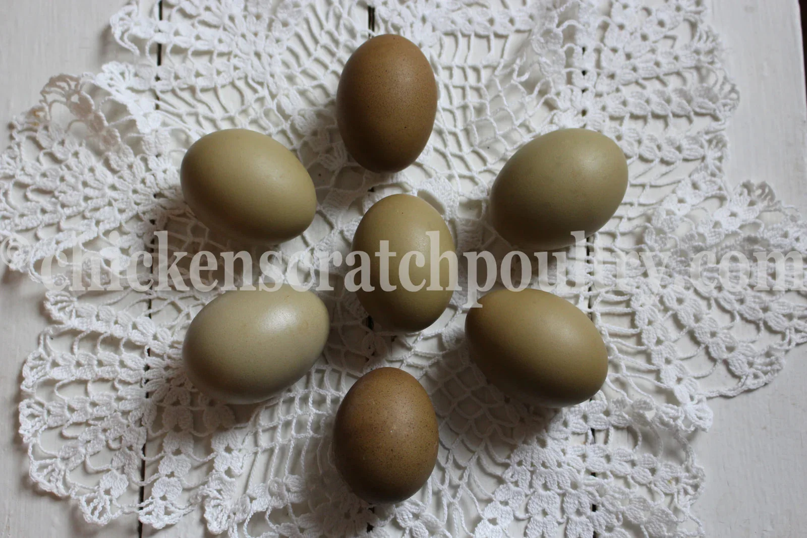 Mint Cream Bar / Green Egg Layer Started Young Pullet Hens 7 to 8 Weeks Old Ready Now - Image 5