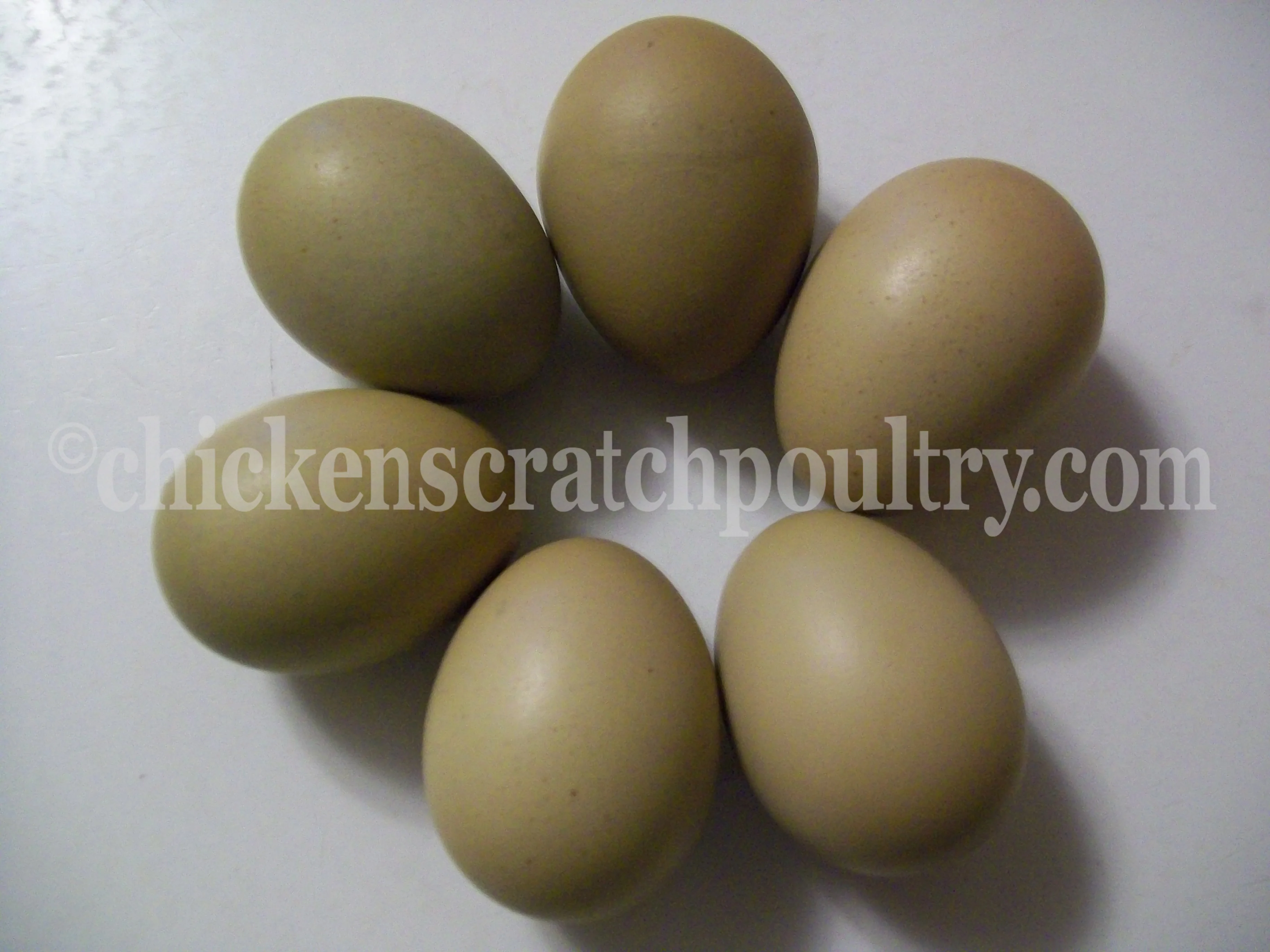 Olive Egger Started Pullet Hens "Dark Green Egg Layer" - Image 4
