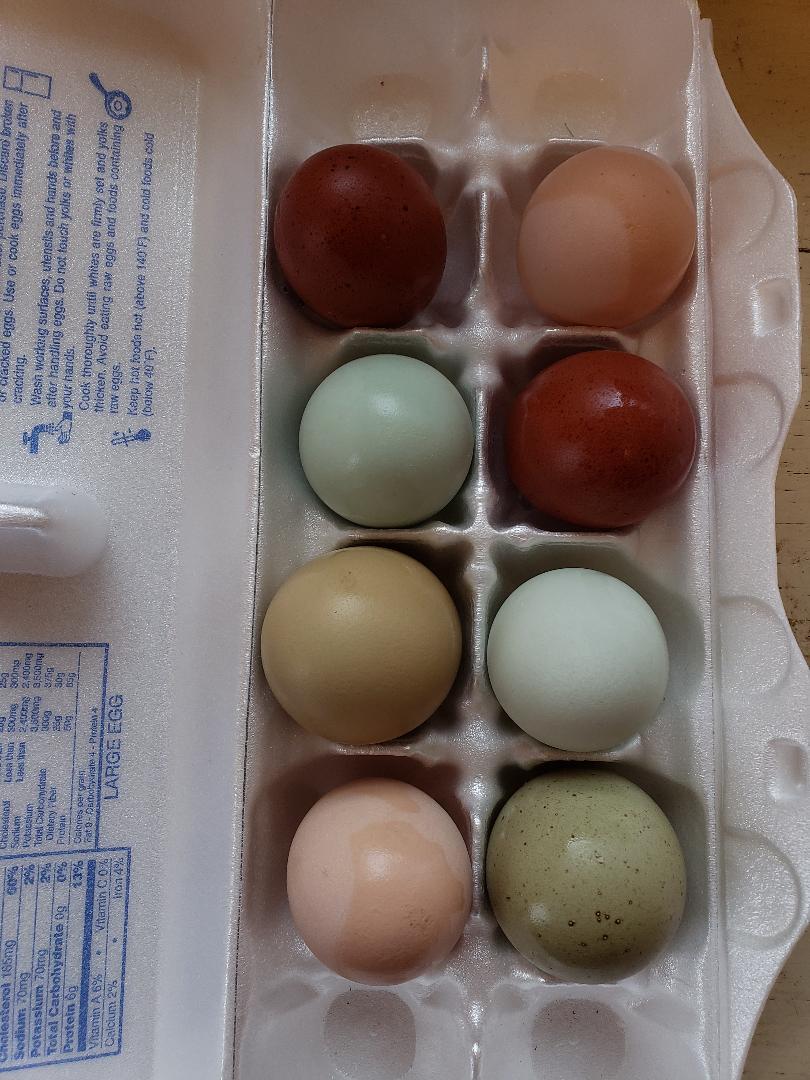 Olive Egger "Dark Green Egg Layer" Fertile Hatching Eggs - Image 2