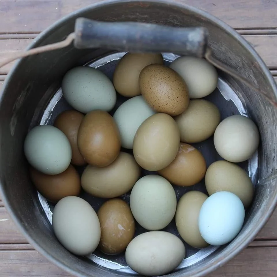 Olive Egger "Dark Green Egg Layer" Fertile Hatching Eggs - Image 4